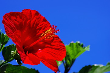 青空と赤いハイビスカス © sanjurou