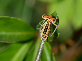 Libellule
