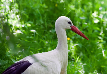 white stork