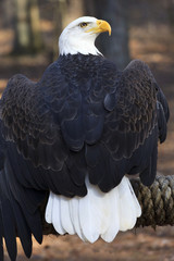 American Bald Eagle