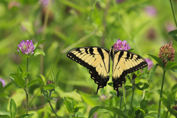 Butterfly Feeding on Purple Clover