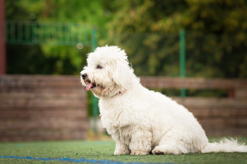 Profile of coton de tulear dog