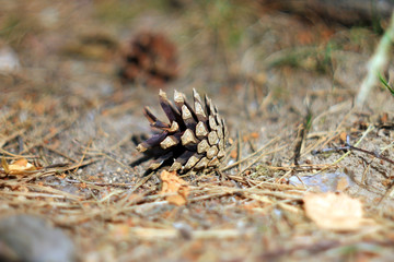 Шишка сосны на земле в лесу © heshixin