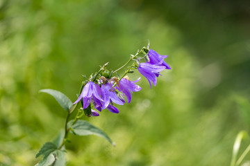 Lila Glockenblüten