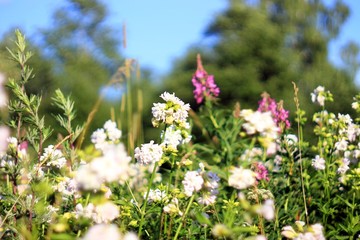 Цветы на летнем поле