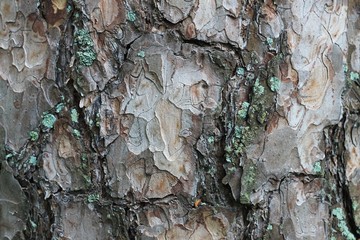 Текстура коры дерева сосны © heshixin