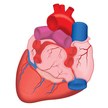 Human Heart, anterior view