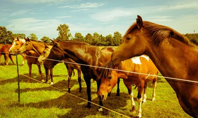 Fotobehang Horses on the pasture © Andrea