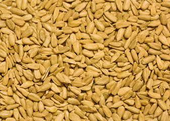 Pinienkerne