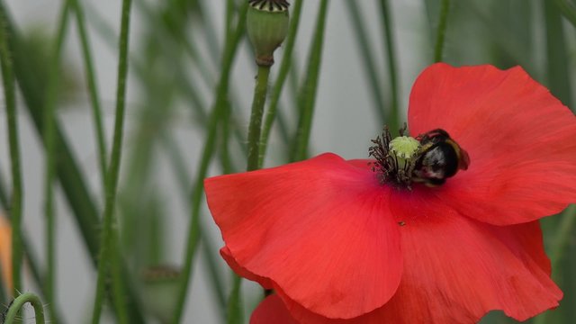 Bumble bee on red Poppy