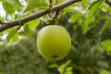 green apple golden