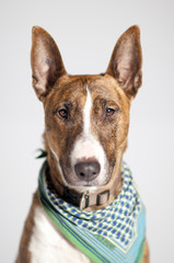 Hund mit Halstuch schaut Betrachter direkt an