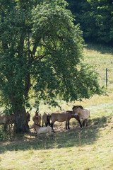 przewalski pferd Herde unter dem Baum