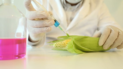 Scientist inspecting and injecting chemicals into a corn