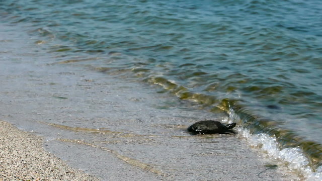 Turtle swims in the sea, Sea turtle, Video clip