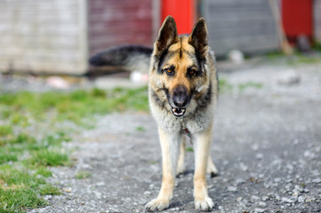 German Shepherd