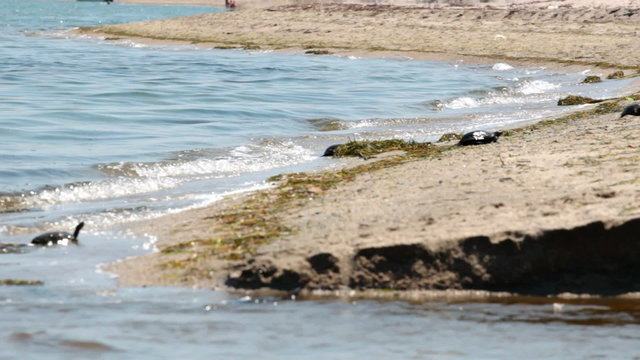 Turtle swims in the sea, Sea turtle, Video clip