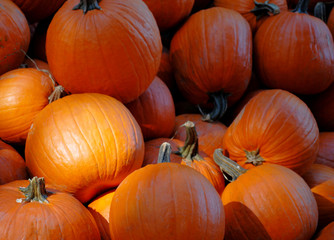Pumpkins and squashes at a fall pumpkin patch