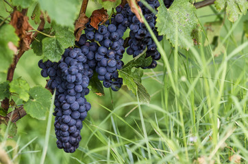 bunch of ripe grapes for wine