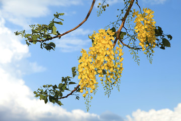 National tree of Thailand Golden Shower Tree Art Print