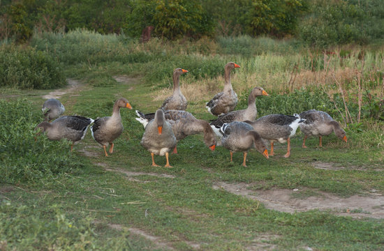 Geese ducks run across poultry yard a peaceful early summer night . Countryside scene with geese photo