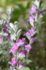 Eremophila nivea