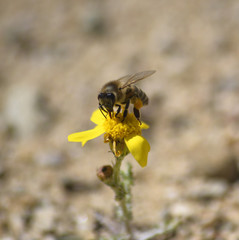 Bee on the chamomile flower with yellow petals