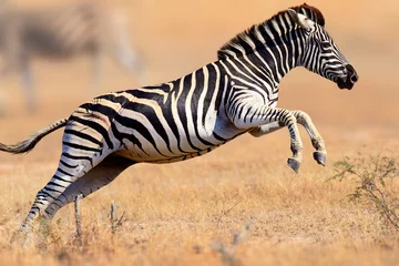 Keuken foto achterwand Zebra Zebra rennen en springen