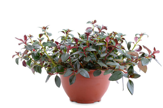 Peperomia Obtusifolia