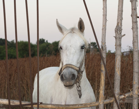 White horse's animal photo portrait.