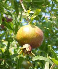 unripe pomegranate