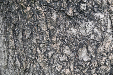 Old wood texture