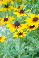 Black-Eyed Susans – Fresh flowers in the garden: black-eyed susans.