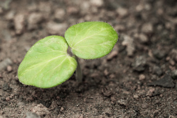 Young sprout
