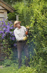 Naklejka na ściany i meble Cutting garden hedge with a petrol hedgecutter