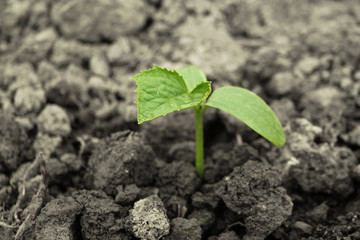 Young sprout