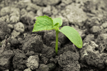 Young plant