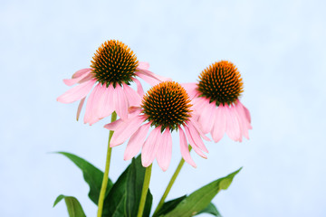 echinacea flowers