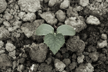 Young plant