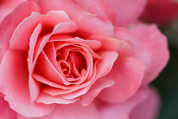 Obraz premium Large flower roses. Pink rose. Close-up. Blurring background.