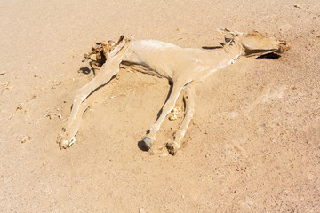 Dead donkey in the desert