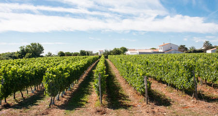Fototapeta na wymiar Vignes de l'île de Ré
