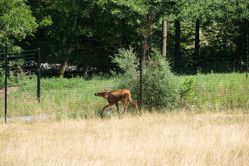 Gehende Elchkalb im Gehege