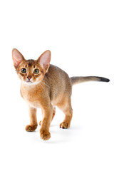 Abyssinian kitten
