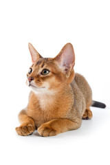 Abyssinian kitten