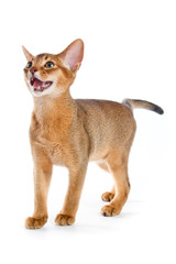 Abyssinian kitten