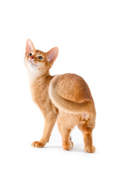Abyssinian kitten