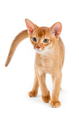 Abyssinian kitten