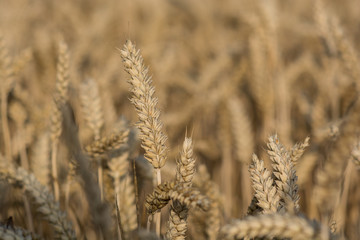 Cornfield with ripe wheat , ready to be harvested