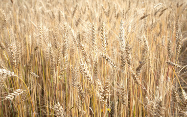 Lot ears of rye on rural field on summer day closeup